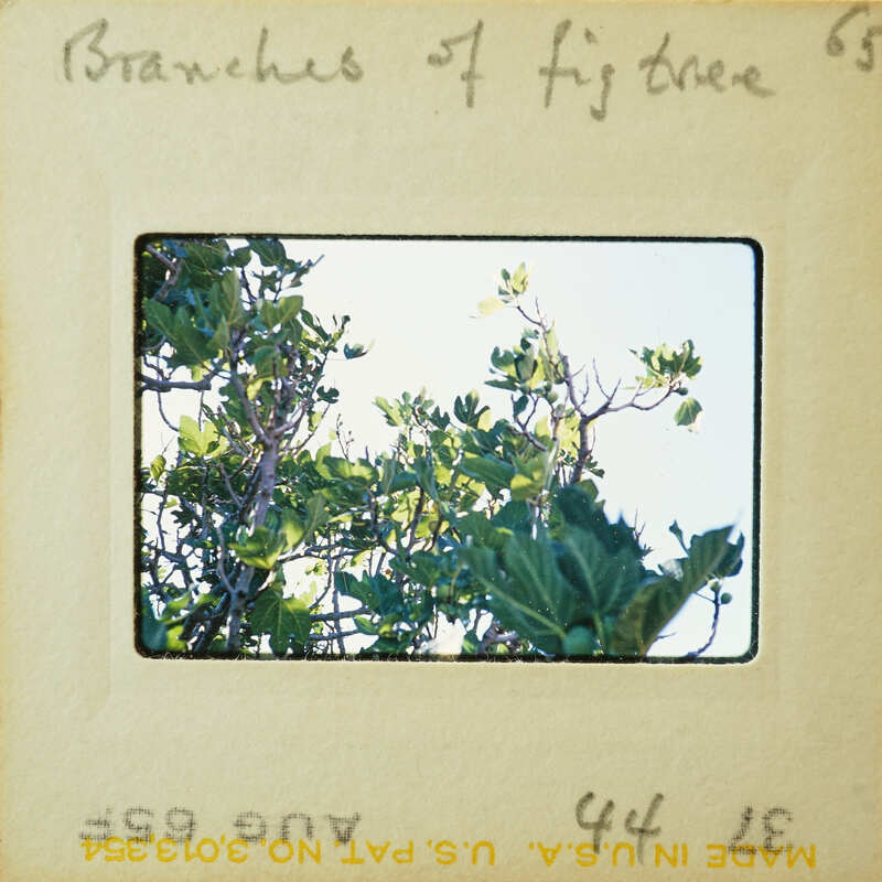 A vintage photograph of a tree branch with leaves and sunlight, displayed on an old film strip.