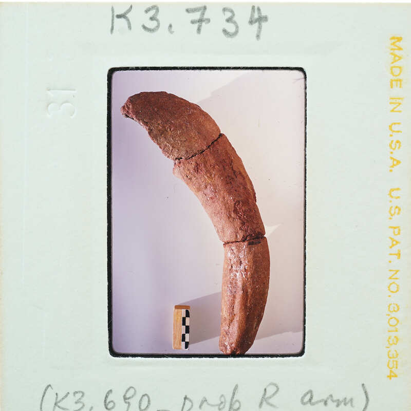 The image is a photograph of an object with a label, and it appears to be a fossilized specimen on display.