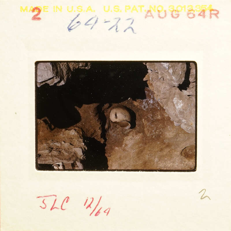 A small animal, possibly a rodent, peeking out from within a rocky crevice.