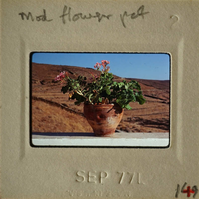 Old photograph of a potted plant with pink flowers on a balcony.