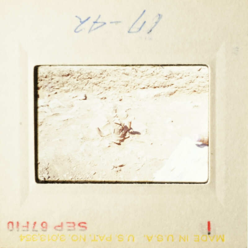 The image shows an outdoor scene with a small animal, possibly a crab or lobster, on a sandy surface.