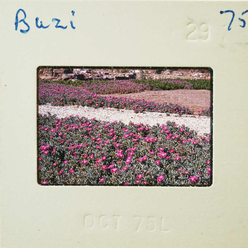 A vintage photograph of a field with pink flowers, dated October 1976.