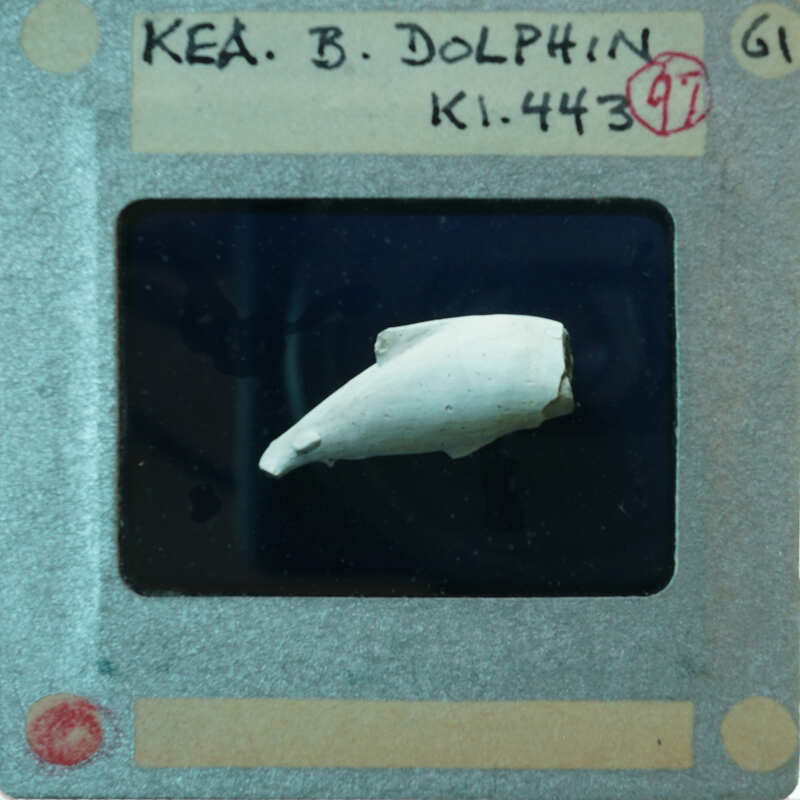 A small, white bone fragment displayed on a card with identification details.