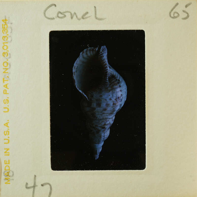 A photograph of a seashell on a film strip.
