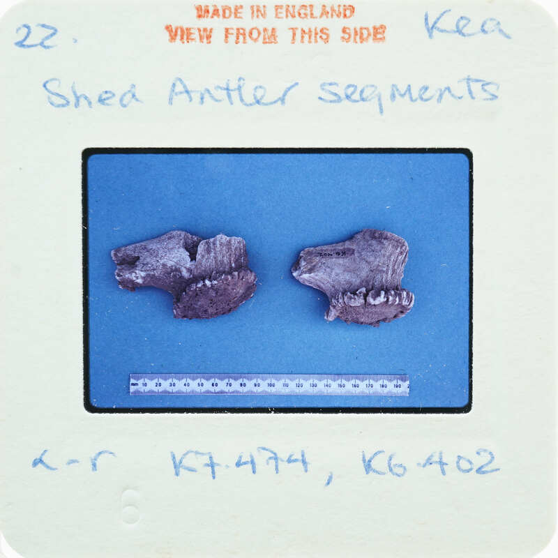 Two small fossilized bone pieces on a blue background with labels and measurements.