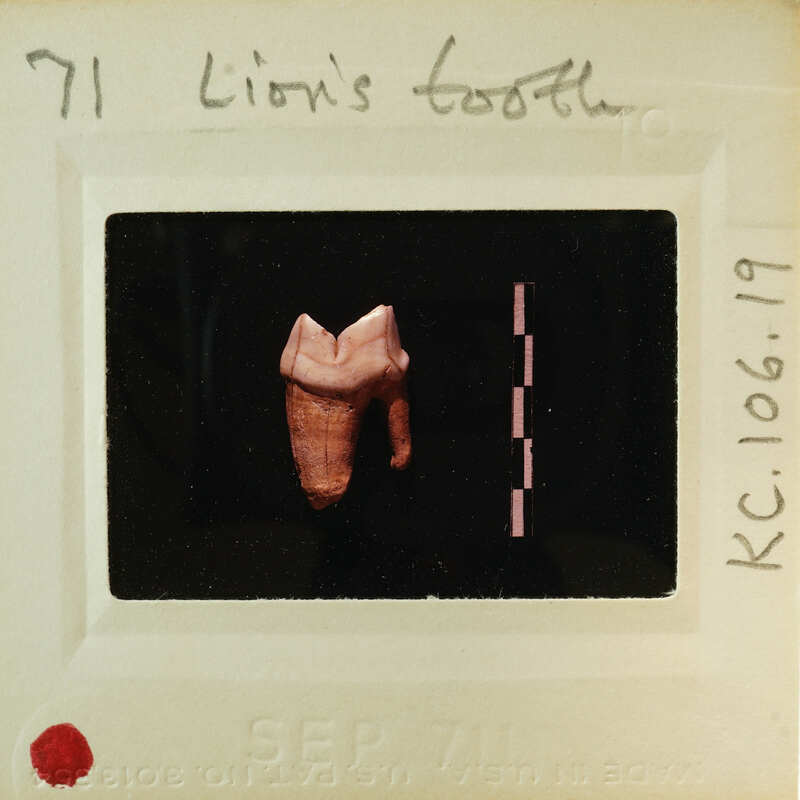 Image of a film strip with an X-ray showing a lion's tooth. Catalog number KC.106.19