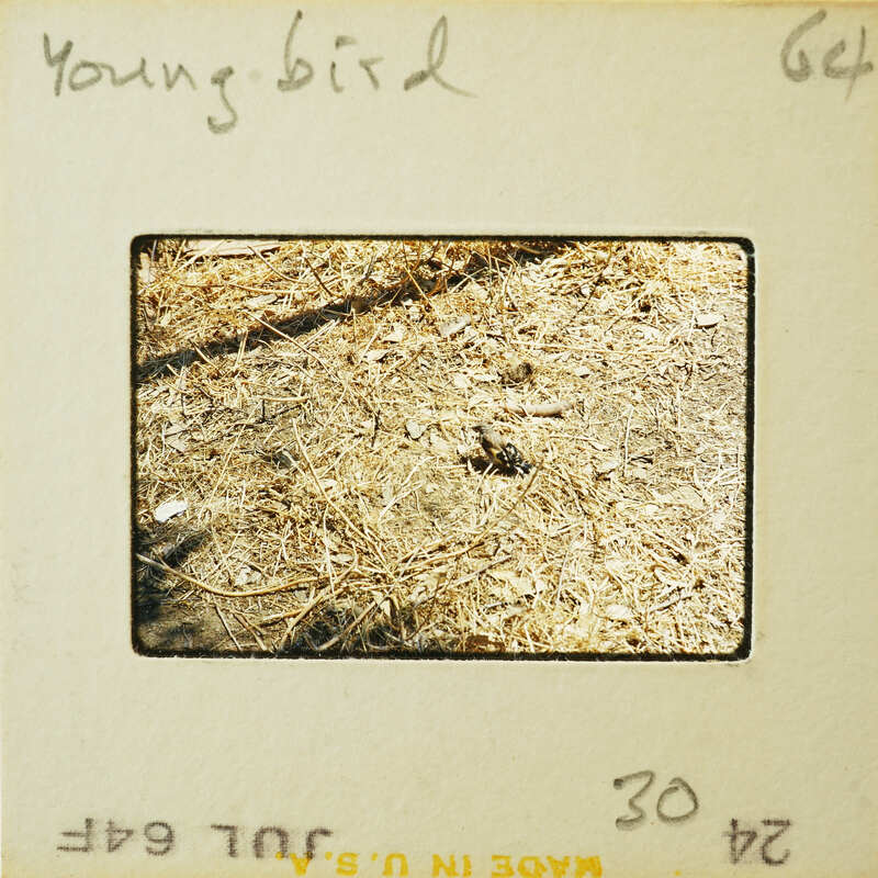 A vintage photograph of a bird's nest with dried grass and leaves, set against the backdrop of a blurred natural environment.