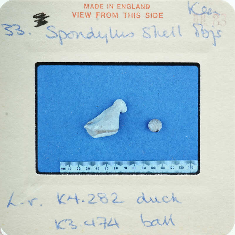 Two shell fragments on blue surface.