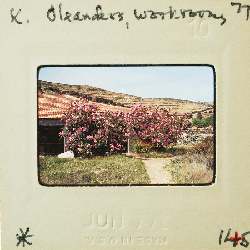 A vintage photograph of a house with pink flowers on the tree, dated June 1977.