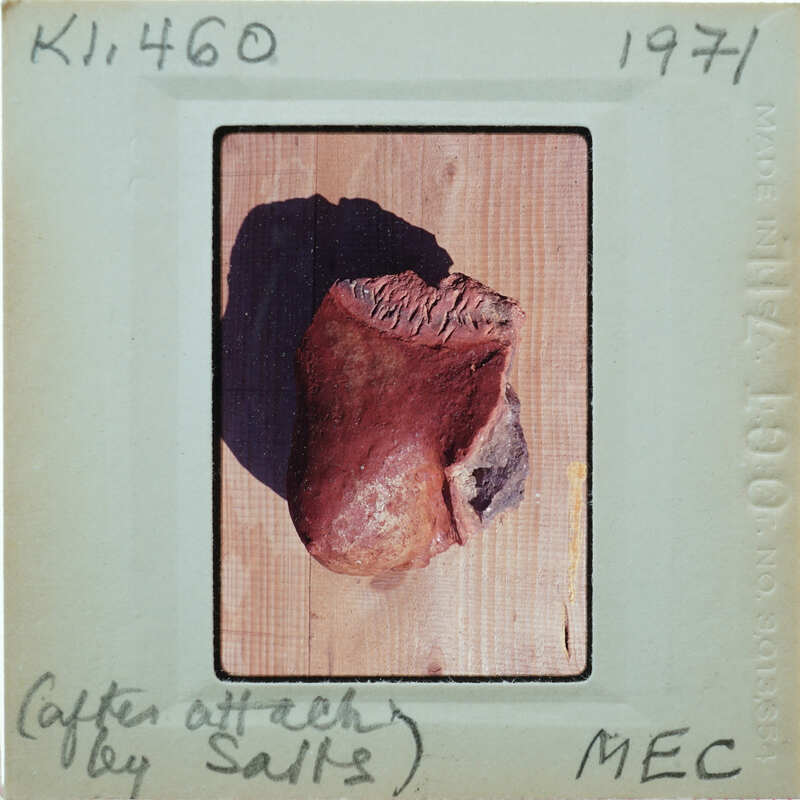 An old, weathered bone fragment on a wooden surface with writing on the photograph.
