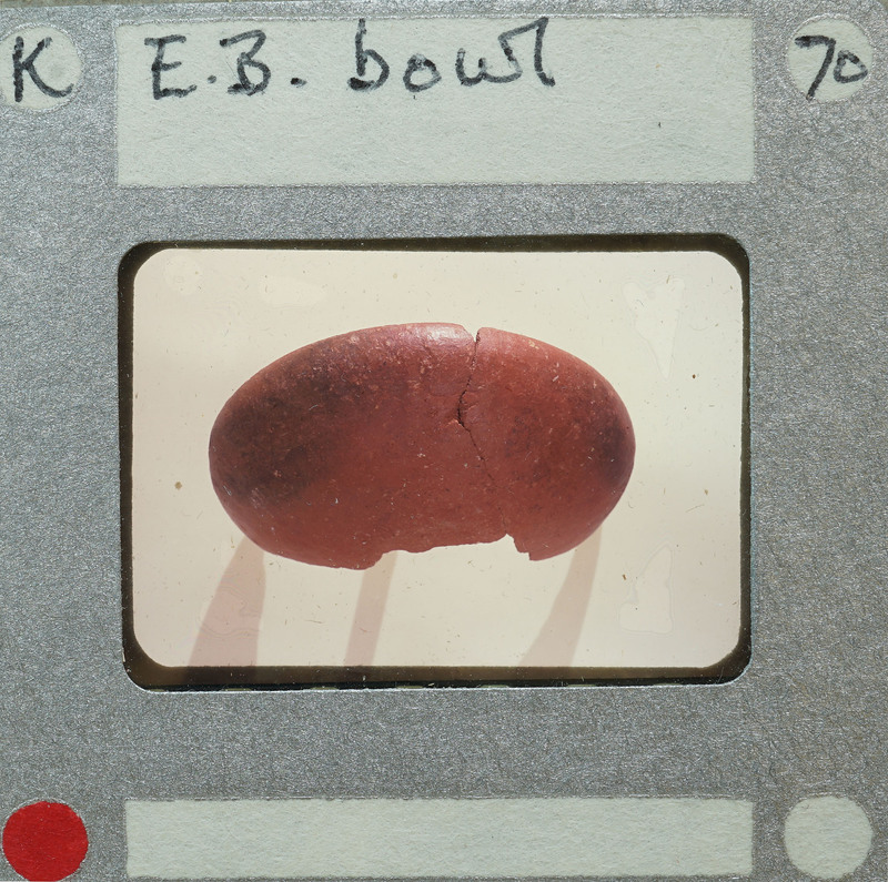 A close-up photograph of a red kidney bean with a label indicating it's an "E.B. BOWL" specimen, possibly from a collection or museum display.