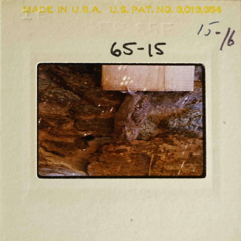 A photograph of an owl on a rock, with a date stamp on its border.