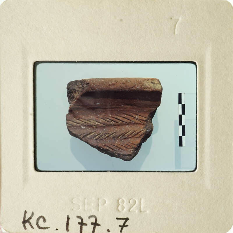 Ancient pottery fragment with decorative markings on display.