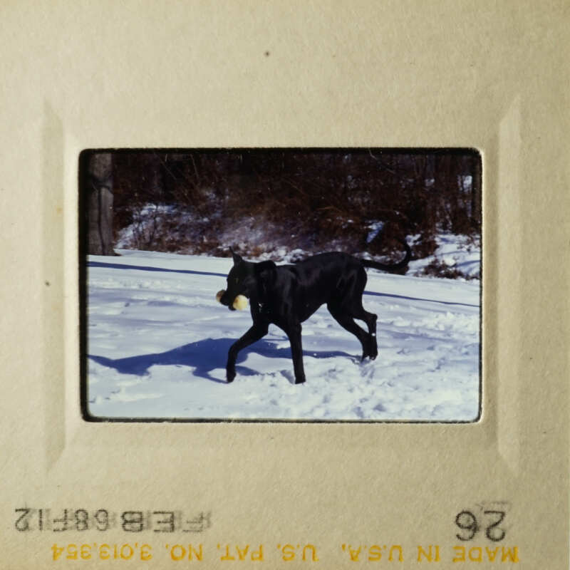 A black dog walking through snow.