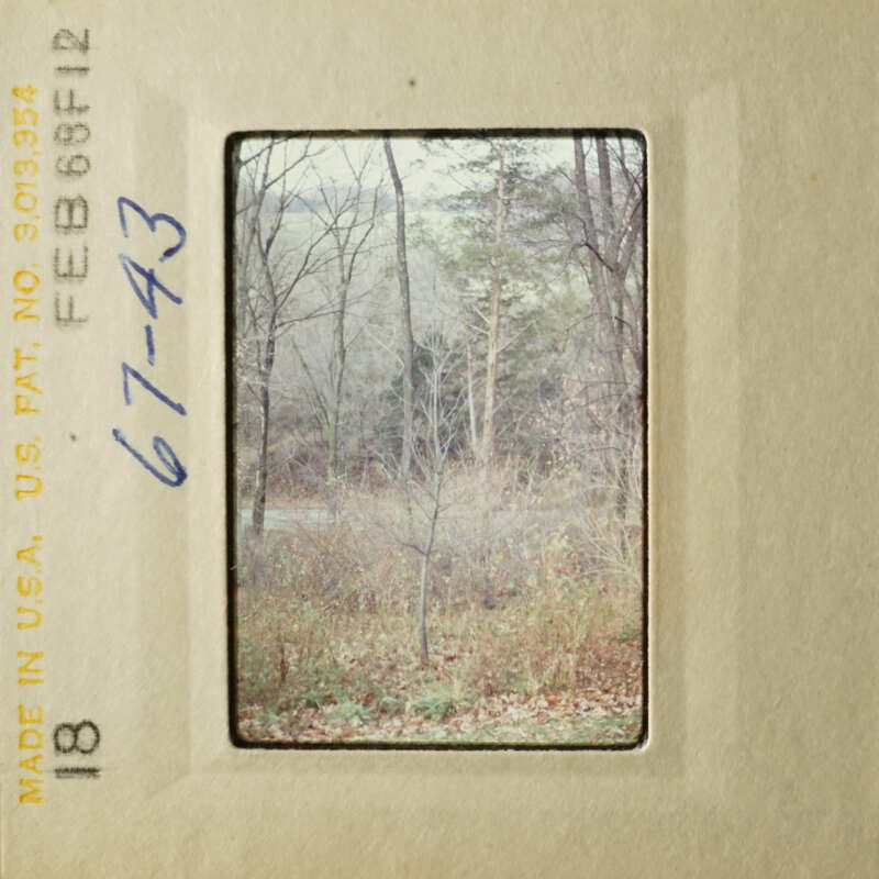 A photo of a wooded area with trees and foliage, taken from a distance.