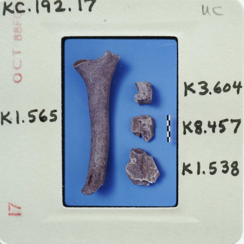 Collection of small bones and fragments, possibly animal or human, displayed on a blue background with labels indicating their identification numbers.