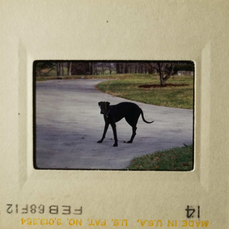 A dog standing on a paved road next to a driveway.