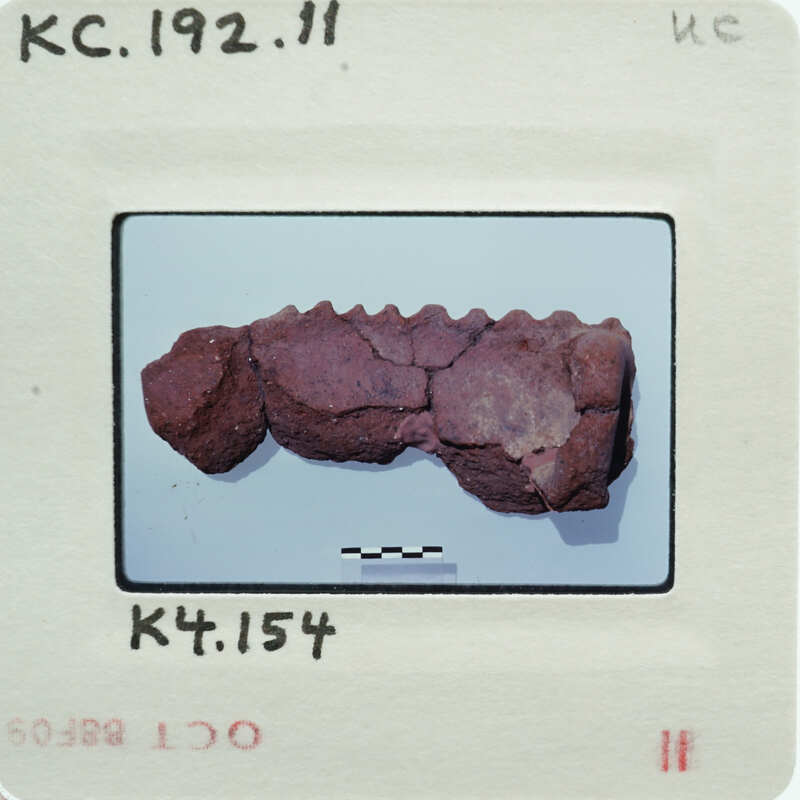 Comb fragment with no teeth.