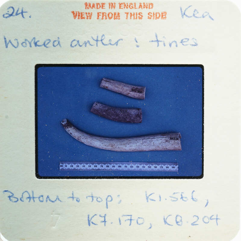 A photograph of a collection of old, weathered bones on display with labels and notes.