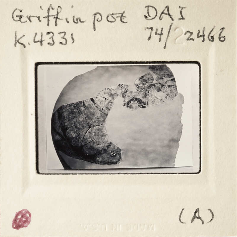A black and white photograph of a fossilized skull on an identification card.