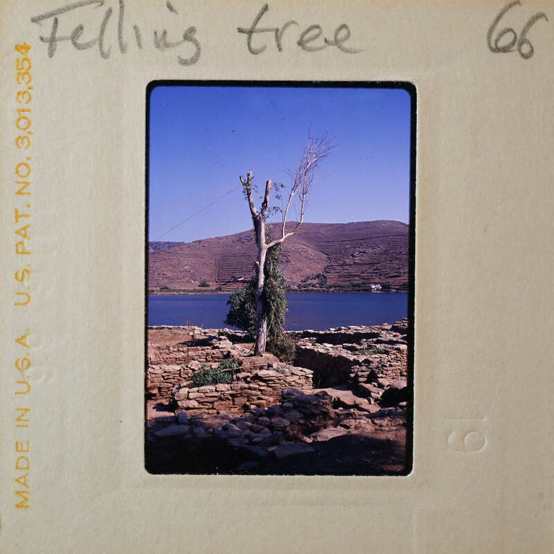 A photograph of a tree on a rocky outcrop with water and mountains in the background.