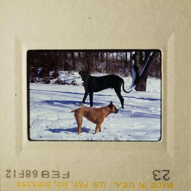 Two dogs, one standing and one sitting, in a snowy outdoor setting.