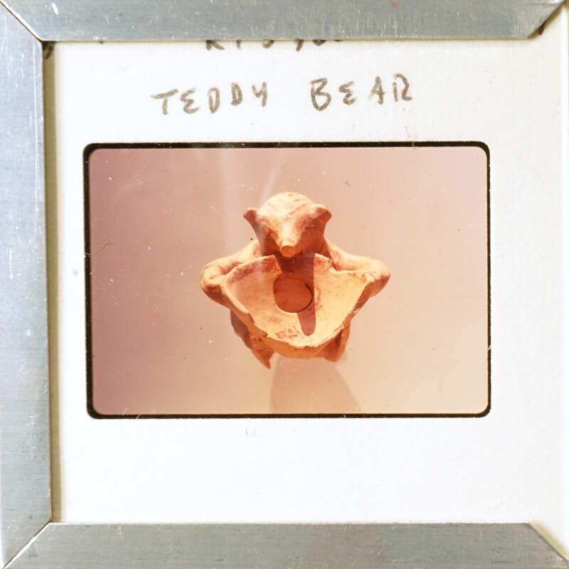 An old photo of a fossilized skull with handwriting on the frame.