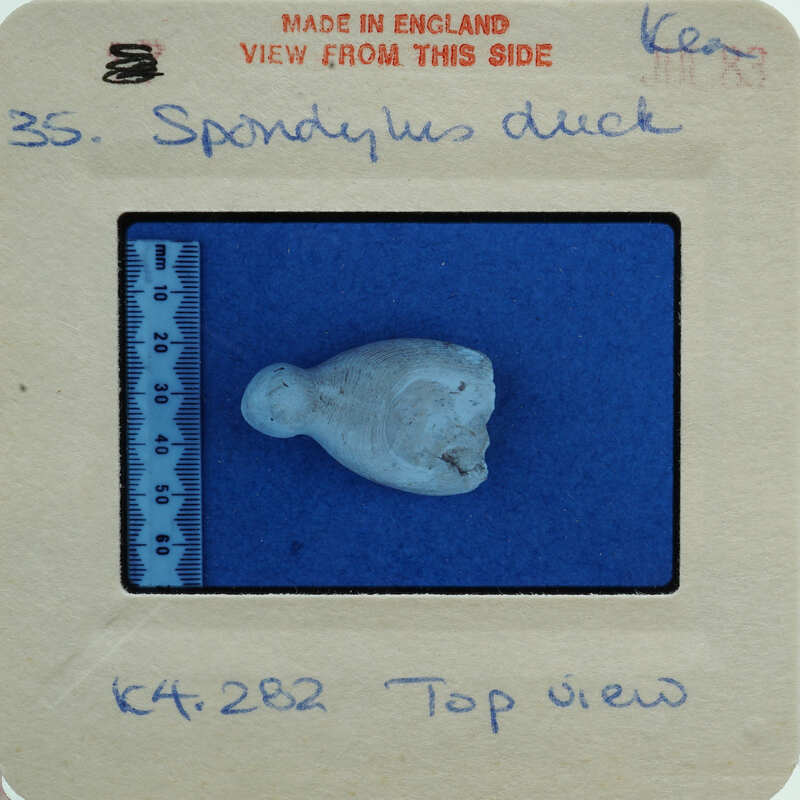 A shell fragment on blue surface.