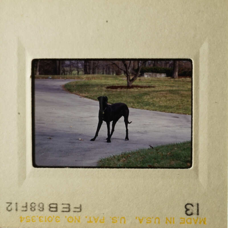 A black dog standing on a paved road.
