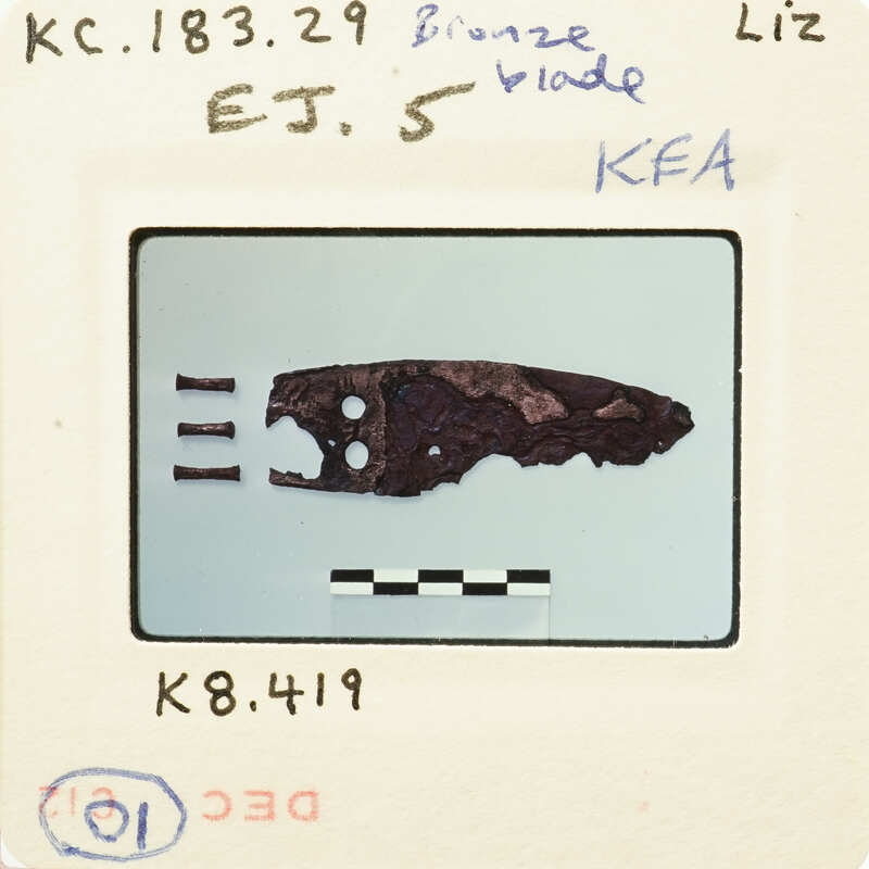 Ancient tooth fossil on display with identification label and measurements.