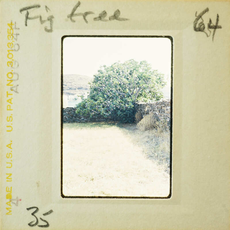 A vintage photograph of a tree with a stone wall and grassy area, displayed on an old film strip.