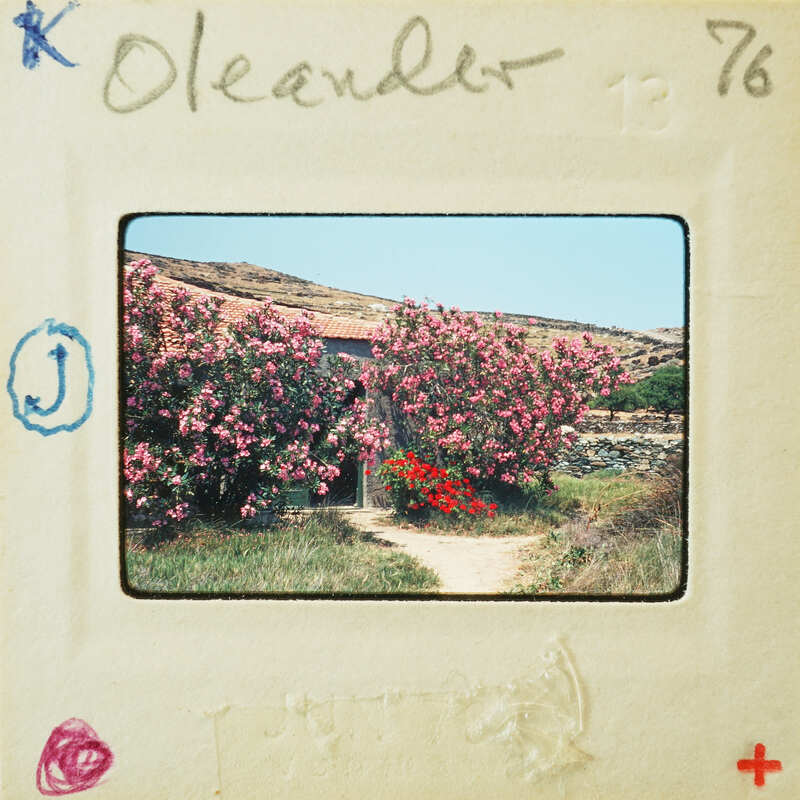 Photo of a garden with pink and red flowers, taken from an old Polaroid photo.