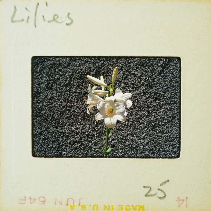 A single white flower with a yellow center, photographed on a film strip.