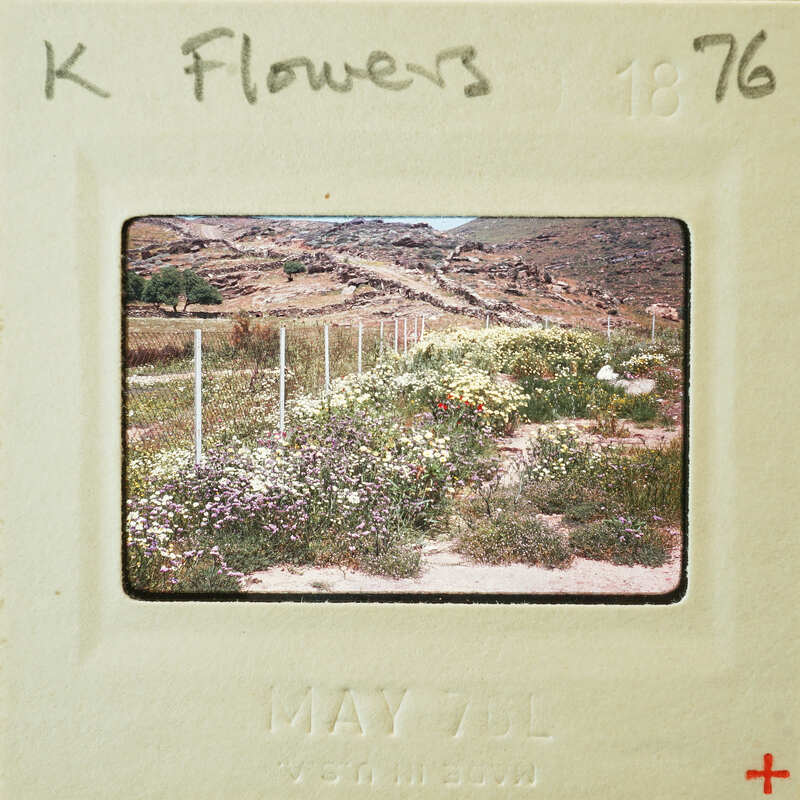 Photo of a flower field with mountains in the background, dated May 7, 1876.