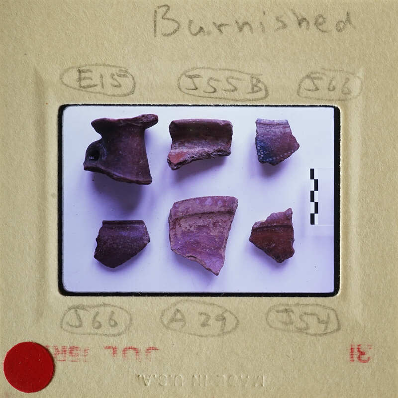 A collection of ancient bone fragments on display.