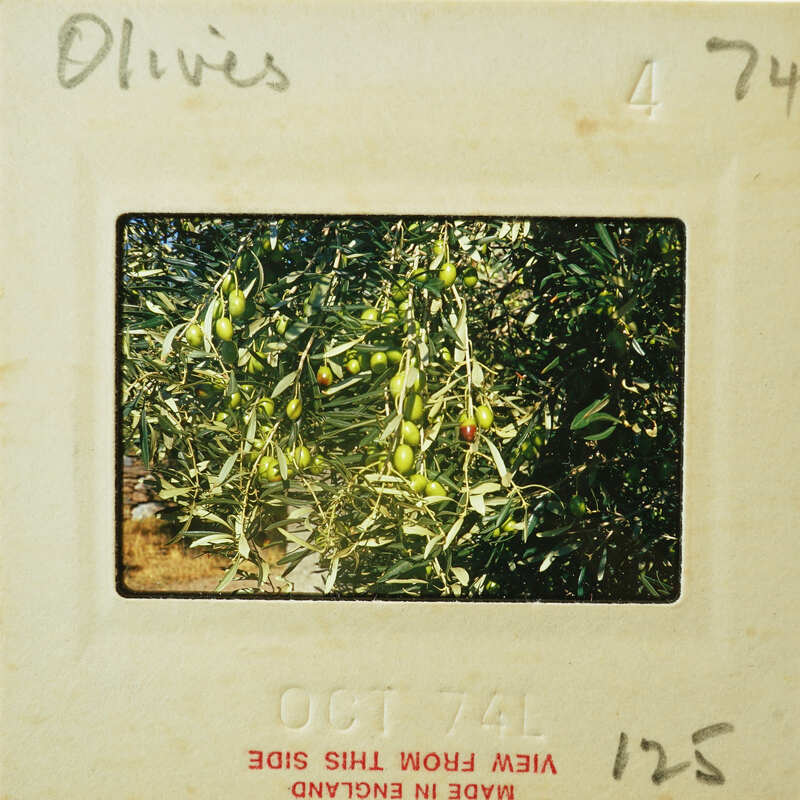 A vintage film strip with a photograph of olives on the tree.