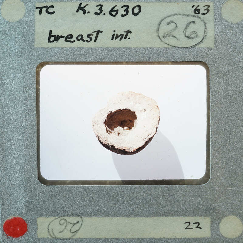 A close-up photograph of a small, round object with a hole in the center, possibly a fossil or an artifact, on a white background.