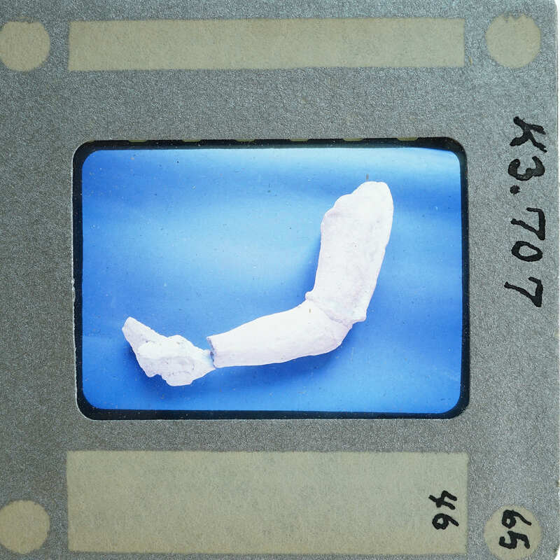 A photograph of a small, curved object with an irregular shape, possibly a fossil or artifact, displayed on a blue background.