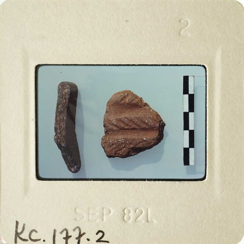 Two fossilized leaves on a white background with measurement grid and label.