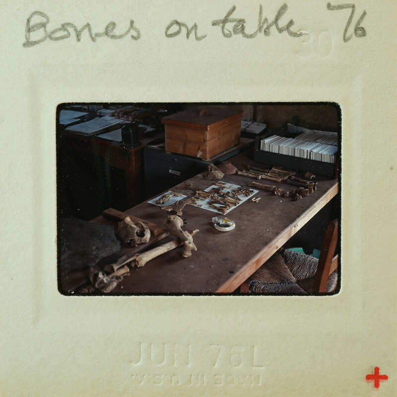 A table with various bones and a skull on it, labeled as "Bones on Table".