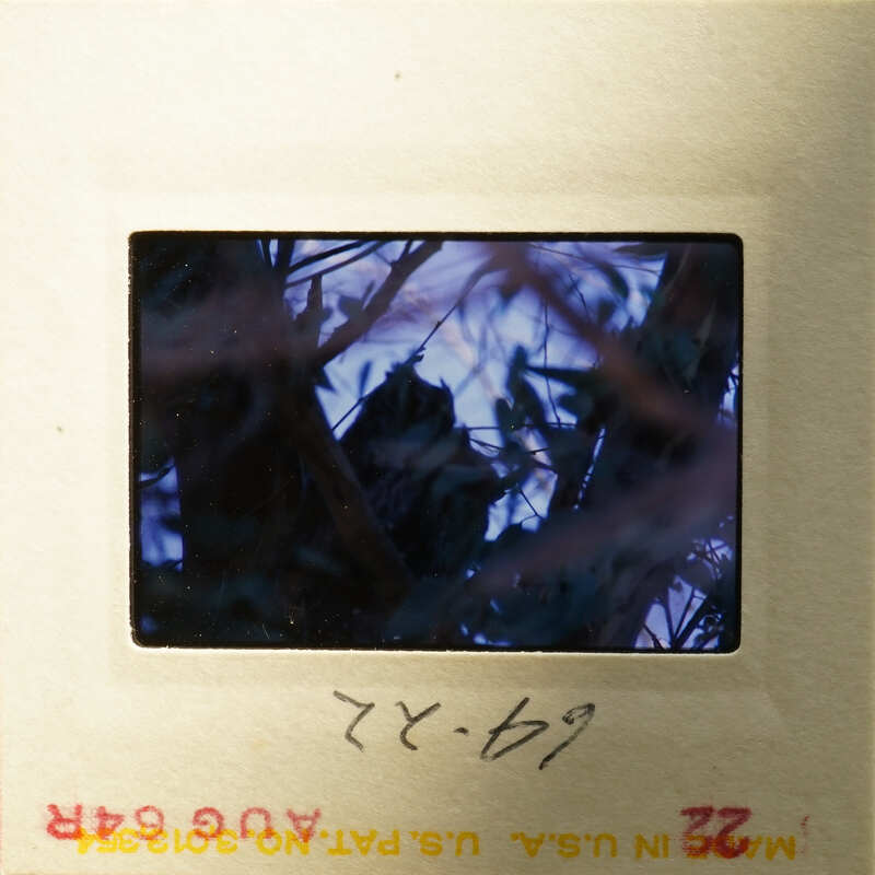 A photograph showing an image of leaves and branches with a focus on a blurred object, possibly a bird, set against a blue sky.