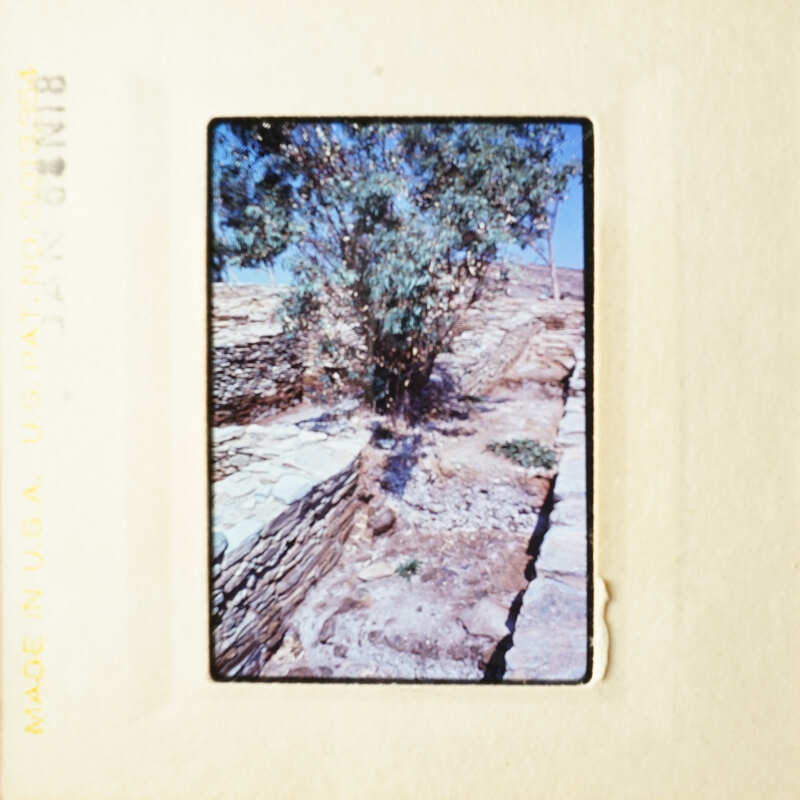 A photograph of an old slide depicting a tree and stone wall.