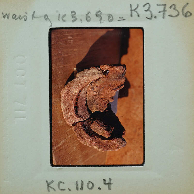 A small, dried plant specimen on a table with a label and handwritten notes.