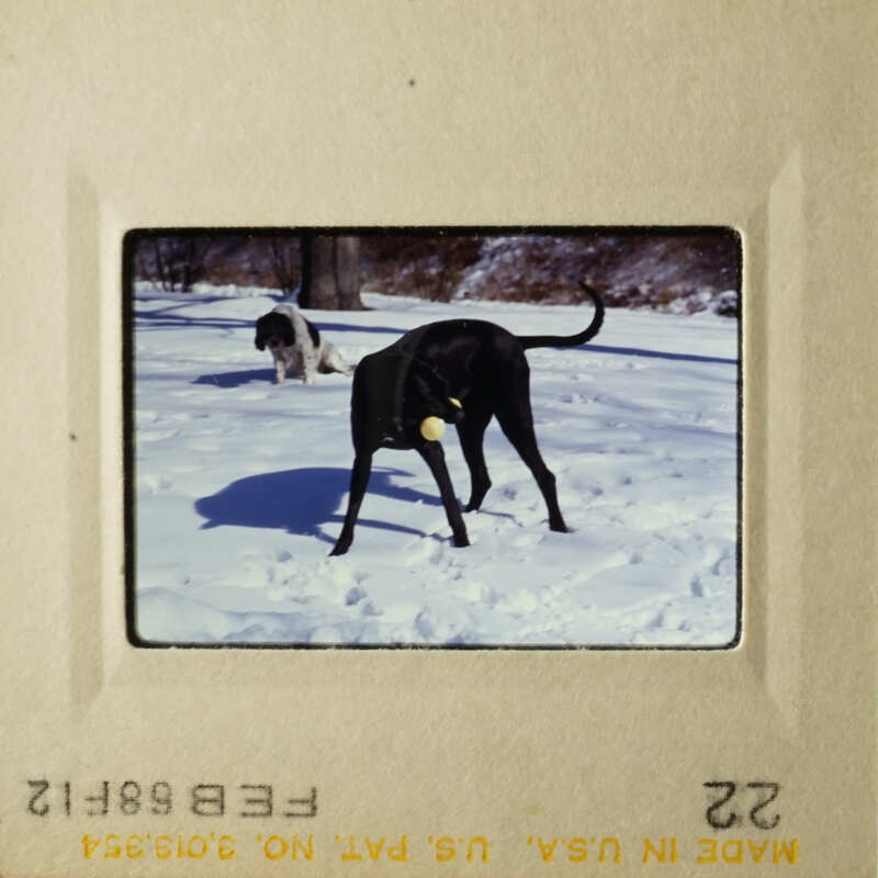 Two dogs playing in snow.