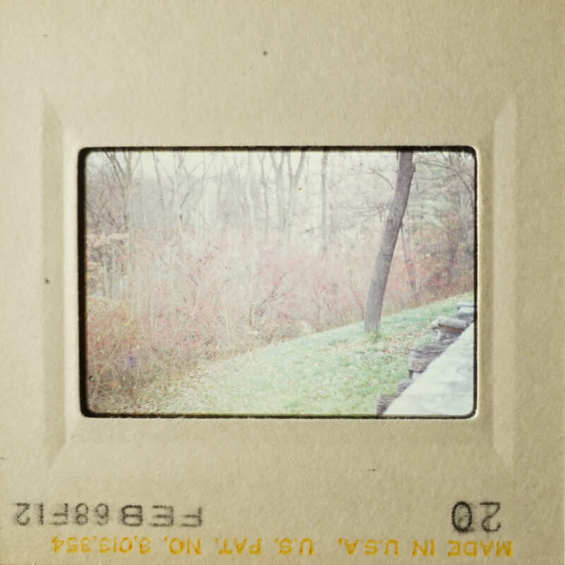 The photo shows two square frames with images, likely from an older camera, featuring outdoor scenes with trees and a grassy area.