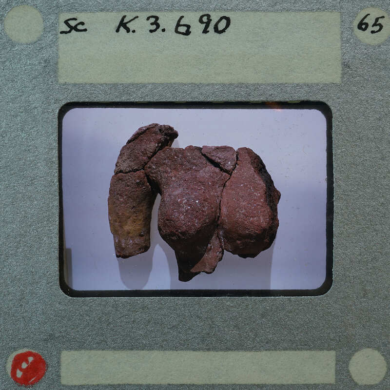 A close-up photograph of a fossilized animal bone with visible cracks and textures, displayed on a white surface.