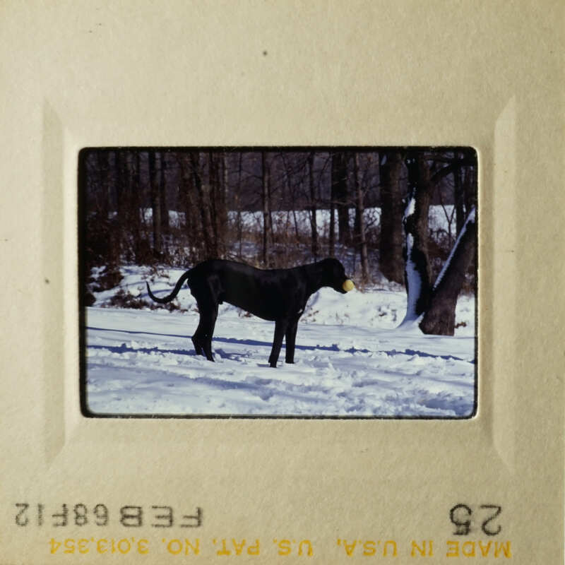 A dog standing on snow-covered ground.
