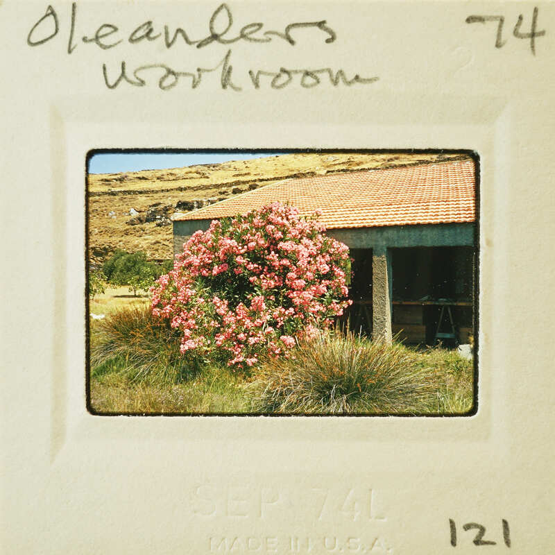 A photograph of a building with pink flowers and a mountainous landscape, taken from an old Polaroid camera.