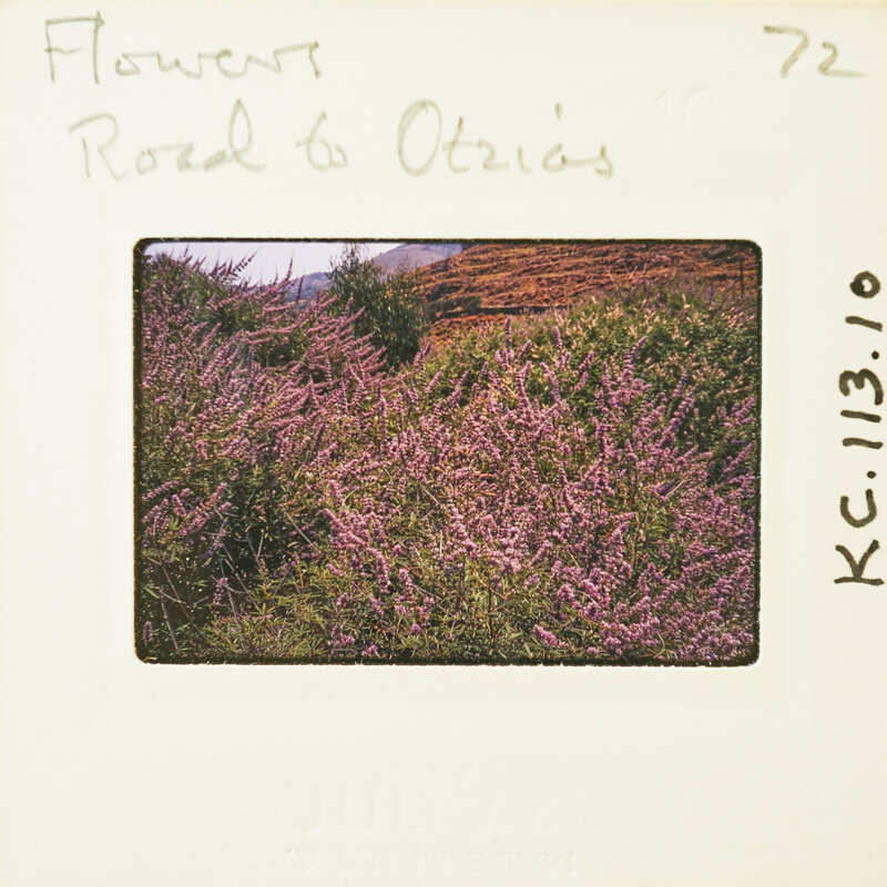 Photograph of a flower-covered hillside with a road leading to the horizon, taken from an elevated perspective.