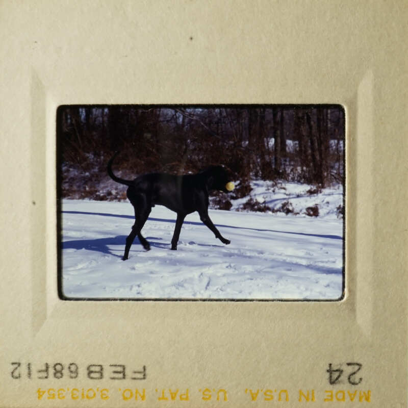 A black dog walking on snow.